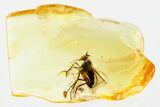 Detailed Fossil Long-Legged Fly (Dolichopodidae) in Baltic Amber #381574-1